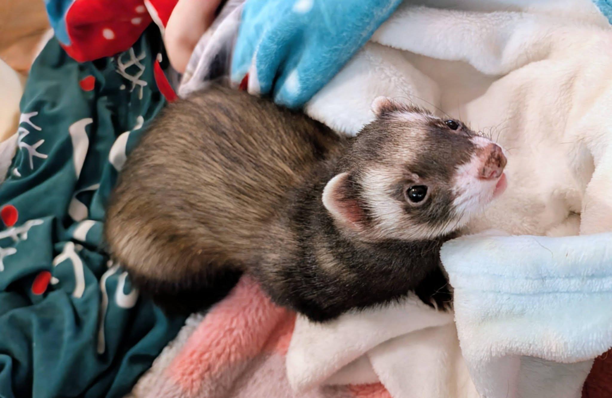 Cherry and Rosie, an adopted Ferret in Brandy Station, VA image 4/4
