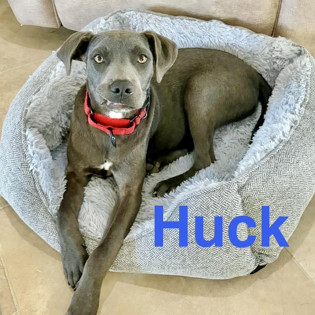 Enlarge Huck, a Adoptable mixed breed in Pittsburgh, PA image 1/6