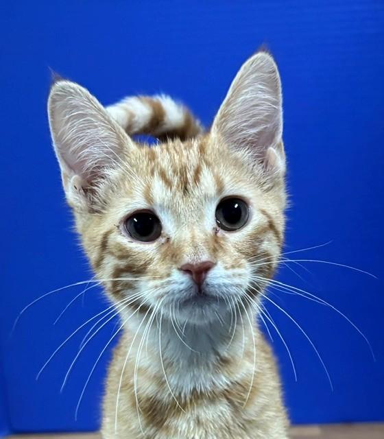Enlarge Austin, a Adoptable Domestic Short Hair in Hawk Point, MO image 3/4