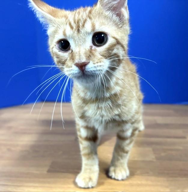 Enlarge Austin, a Adoptable Domestic Short Hair in Hawk Point, MO image 2/4