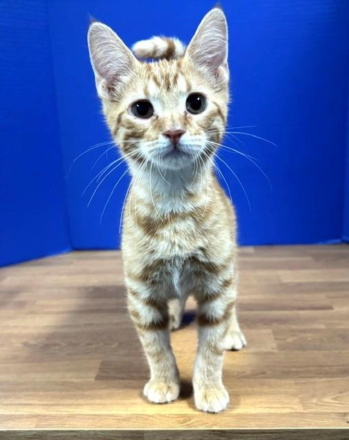 Enlarge Austin, a Adoptable Domestic Short Hair in Hawk Point, MO image 4/4