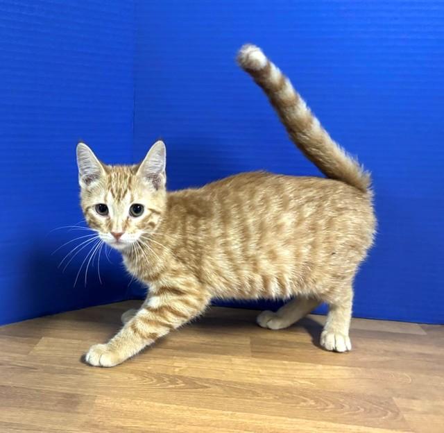 Enlarge Austin, a Adoptable Domestic Short Hair in Hawk Point, MO image 1/4