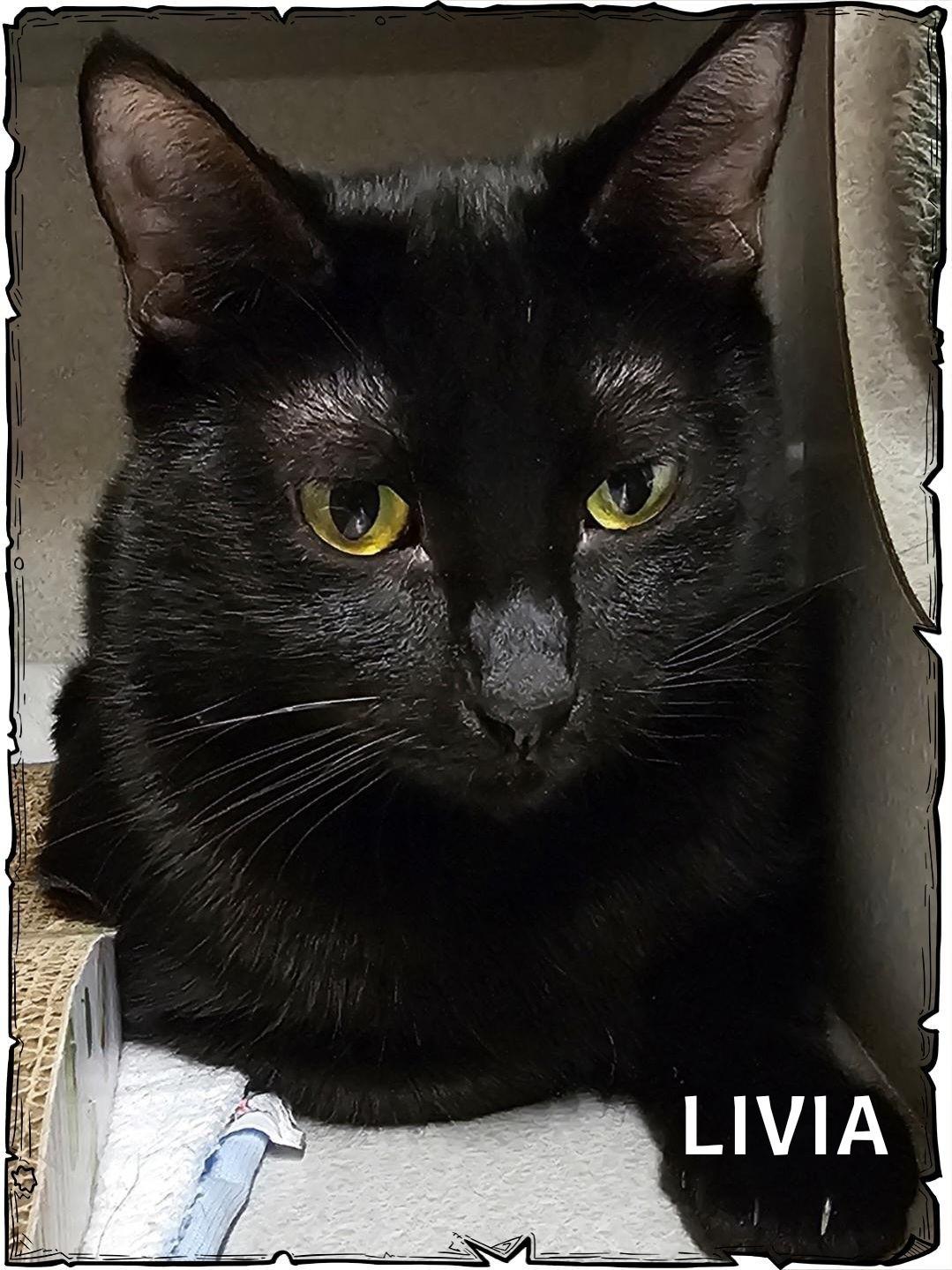 Enlarge Livia, a Adoptable Domestic Short Hair in Whiting, IN image 1/2