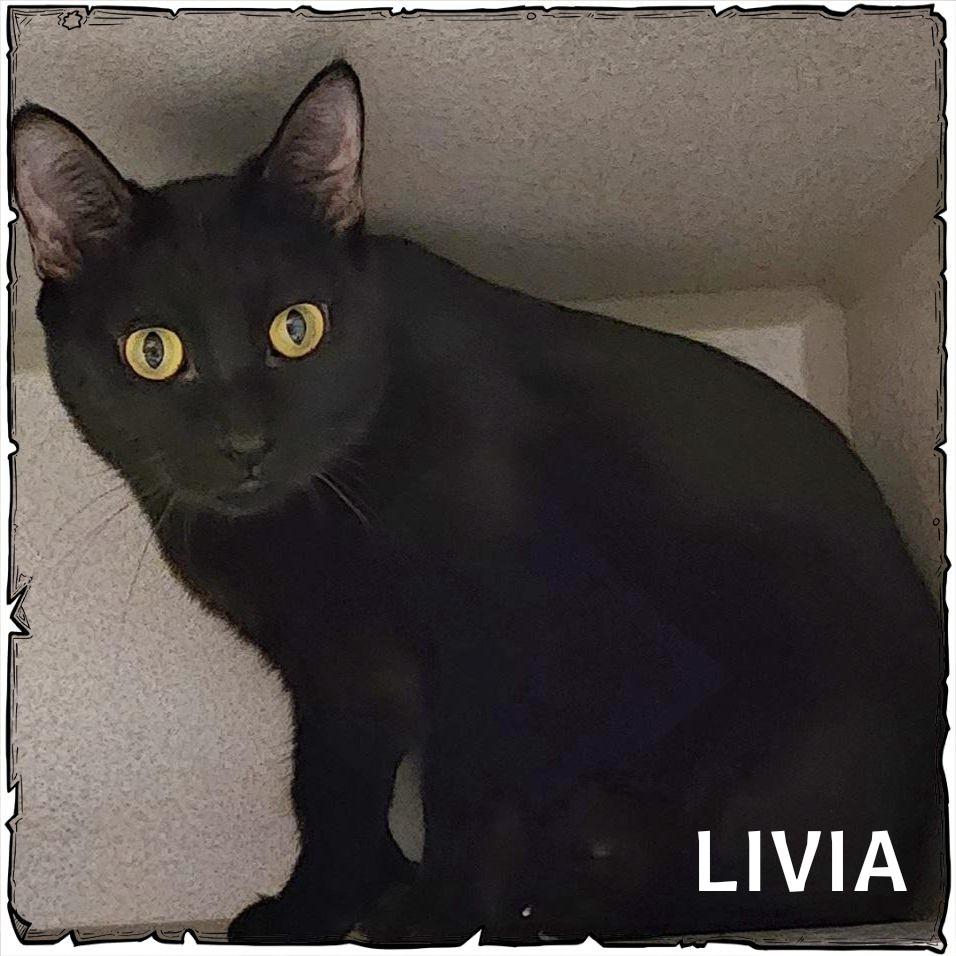 Enlarge Livia, a Adoptable Domestic Short Hair in Whiting, IN image 2/2