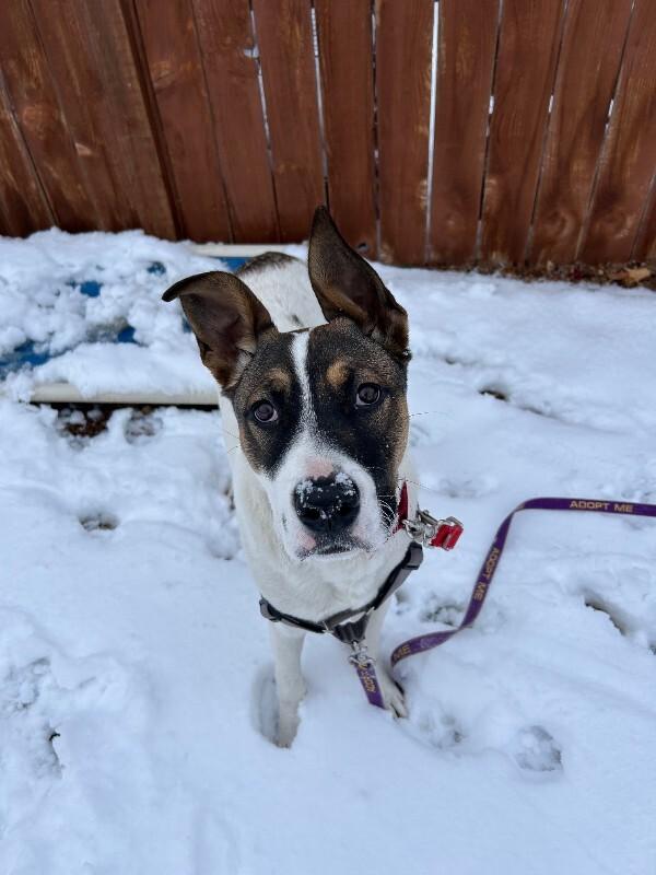 Lando, Adoptable, Young Male Mixed Breed & Mixed Breed.