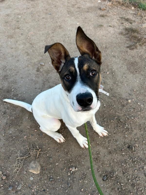Lando, a Adoptable mixed breed in Westminster, CO image 2/6