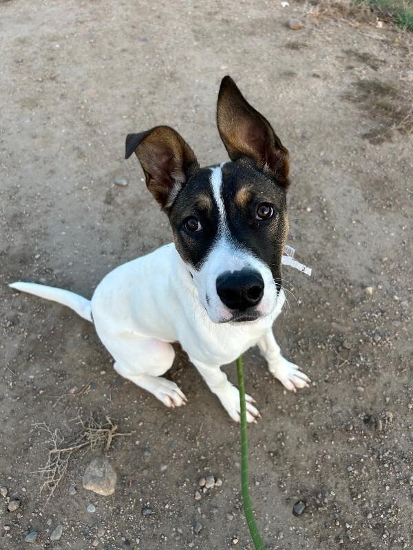 Lando, a Adoptable mixed breed in Westminster, CO image 3/6