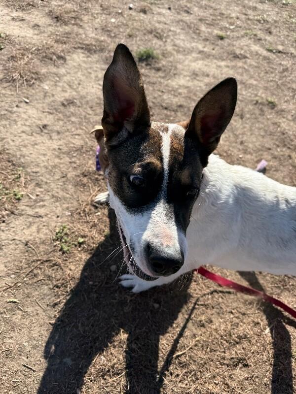 Lando, a Adoptable mixed breed in Westminster, CO image 4/6