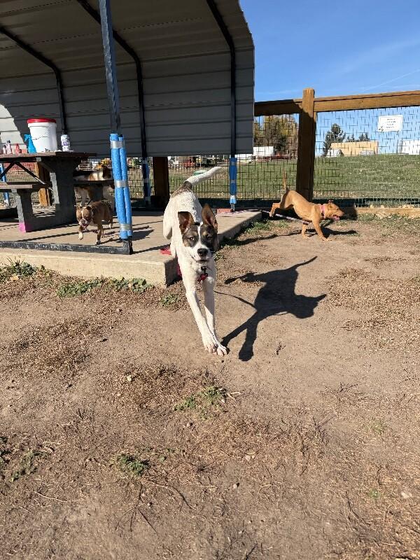 Lando, a Adoptable mixed breed in Westminster, CO image 5/6