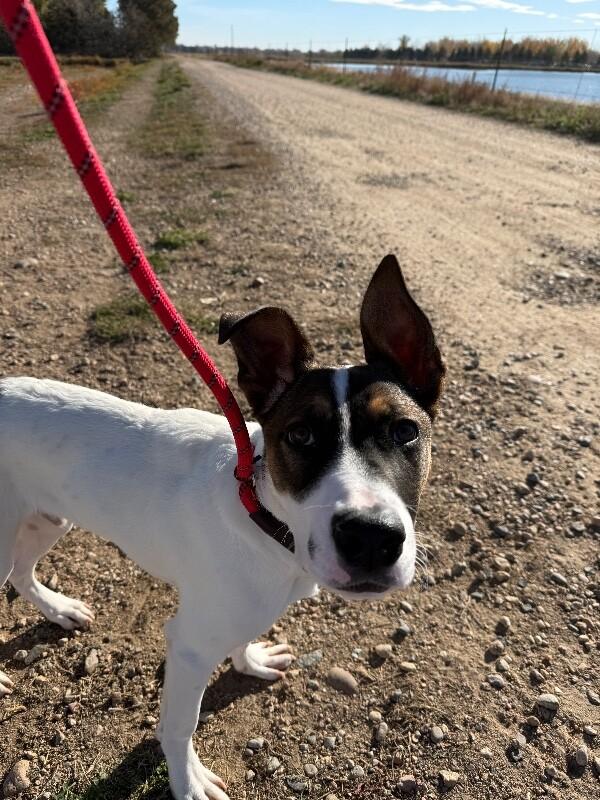 Lando, a Adoptable mixed breed in Westminster, CO image 6/6