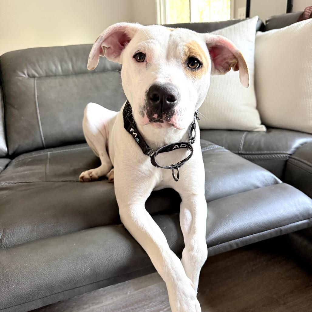 Enlarge Lady, a Adoptable mixed breed in Cartersville, GA image 1/1