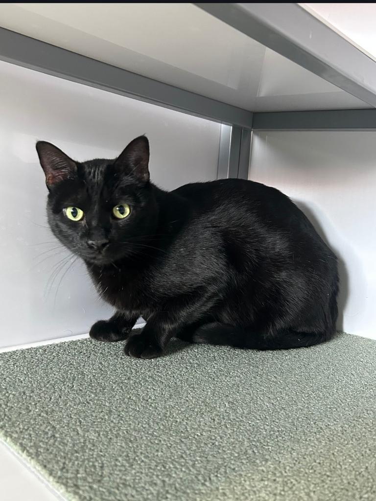 Enlarge Boots, a Adoptable mixed breed in Holbrook, AZ image 1/1