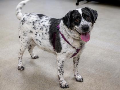 Buck, Adoptable, Adult Male Australian Cattle Dog / Blue Heeler & Welsh Springer Spaniel.