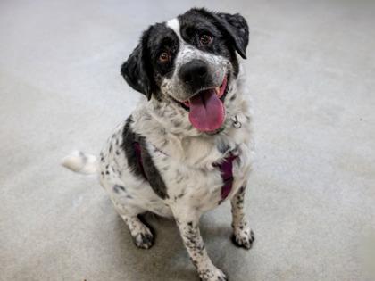 Enlarge Buck, a Adoptable mixed breed in Coon Rapids, MN image 2/3