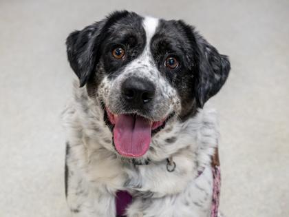 Enlarge Buck, a Adoptable mixed breed in Coon Rapids, MN image 3/3