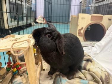 Enlarge Steinway, an adopted Mini Lop in New York, NY image 4/4