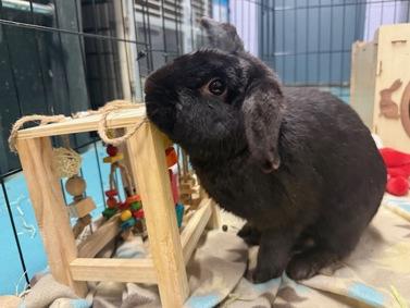 Enlarge Steinway, an adopted Mini Lop in New York, NY image 2/4