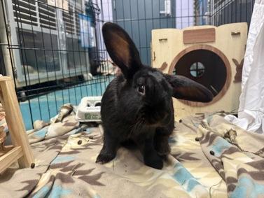 Enlarge Steinway, an adopted Mini Lop in New York, NY image 3/4