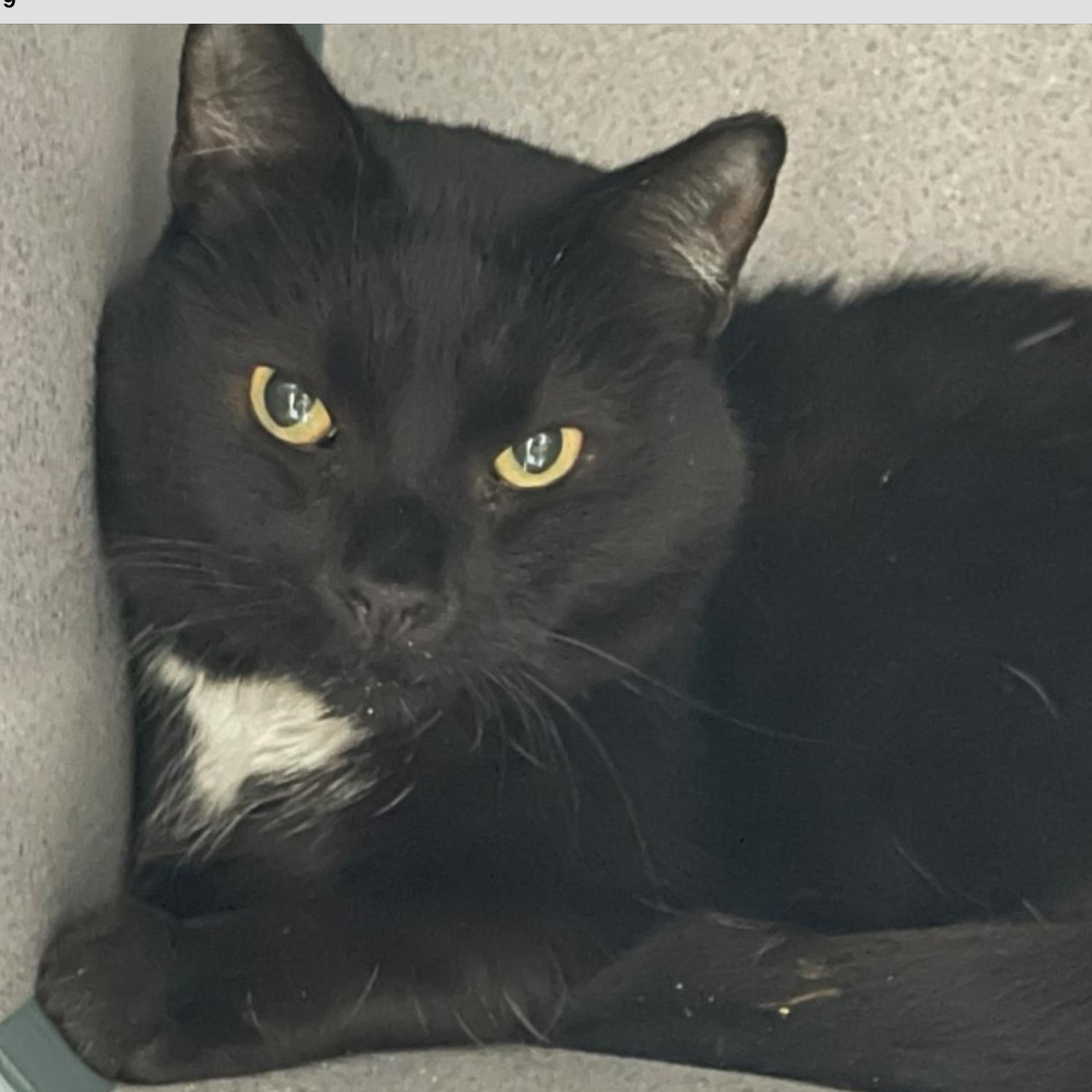 Enlarge Tom Tom, an adoptable Domestic Short Hair in Palatine, IL image 2/2