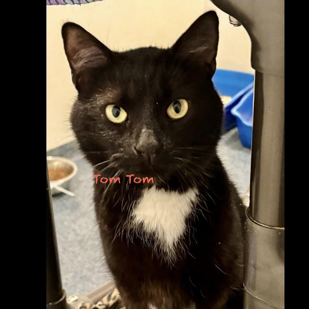 Tom Tom, adoptable, Adult Male Domestic Short Hair.