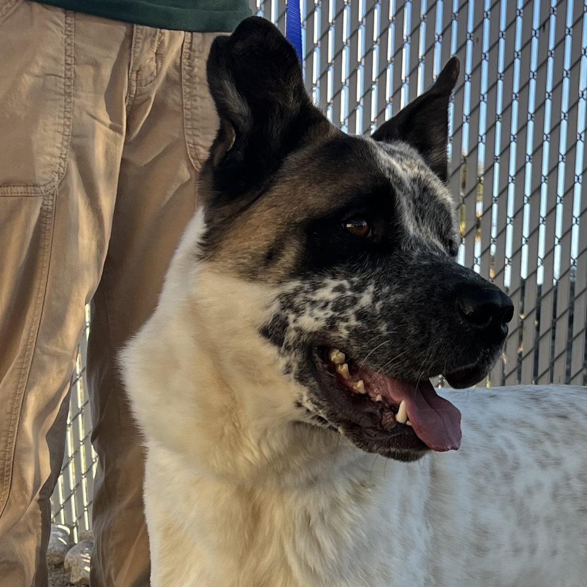 Rocky, Adoptable, Adult Male Akita & Cattle Dog.