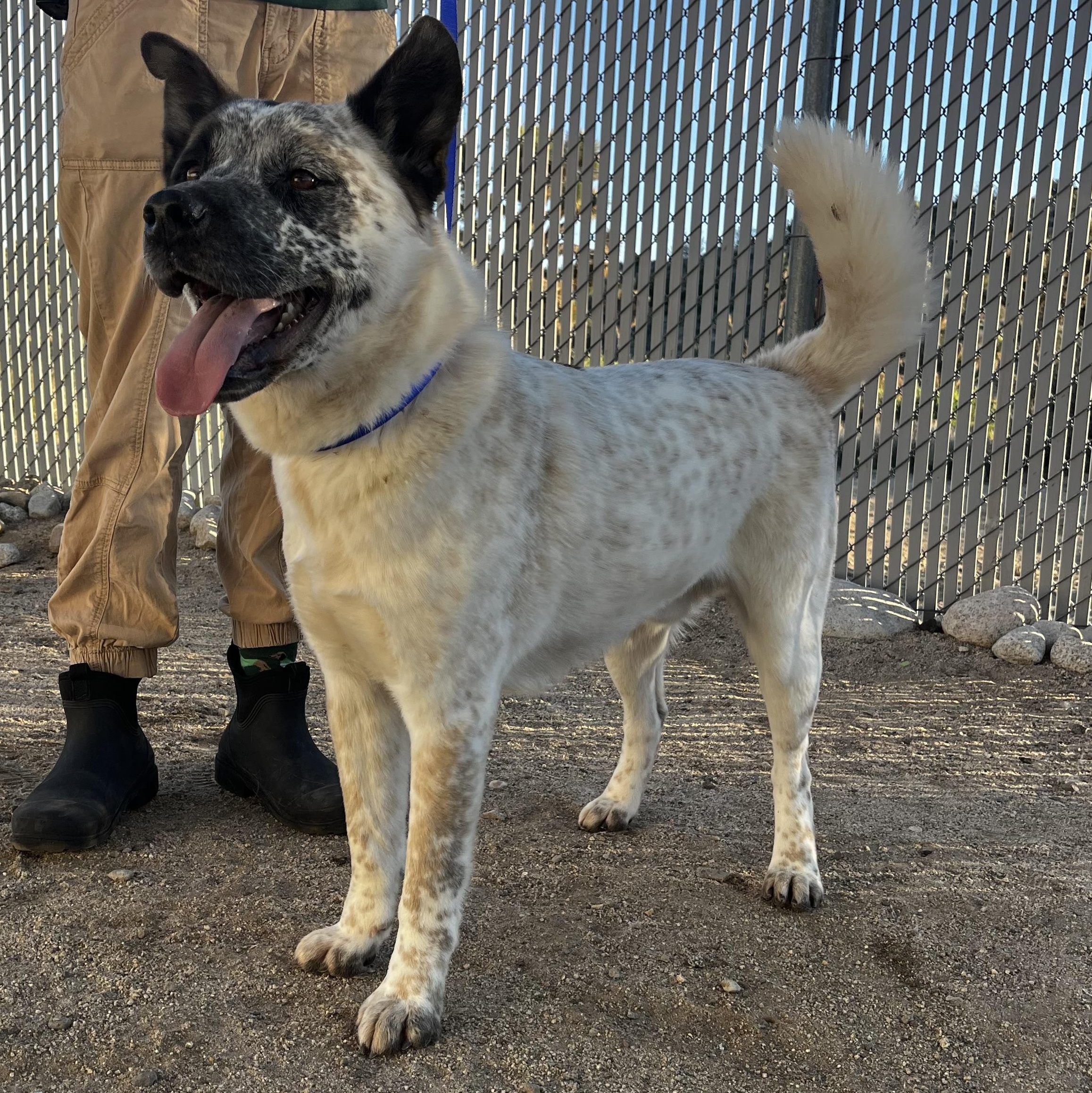 Enlarge Rocky, a Adoptable mixed breed in Yucca Valley, CA image 2/3