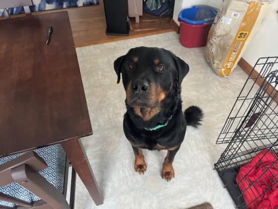 QUINN, Adoptable, Adult Male Rottweiler.