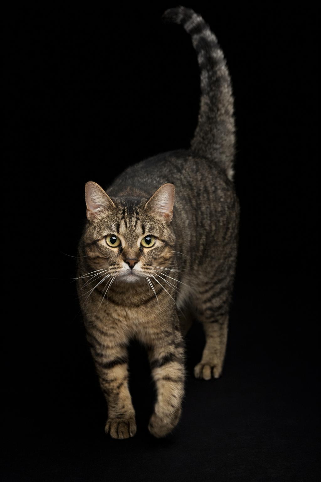 Enlarge Pookie- kid friendly snuggle bug!, an adopted Tabby in Houston, TX image 3/5