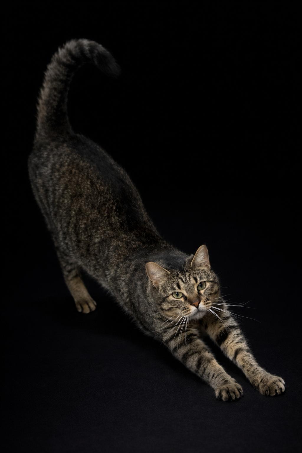 Enlarge Pookie- kid friendly snuggle bug!, an adopted Tabby in Houston, TX image 4/5