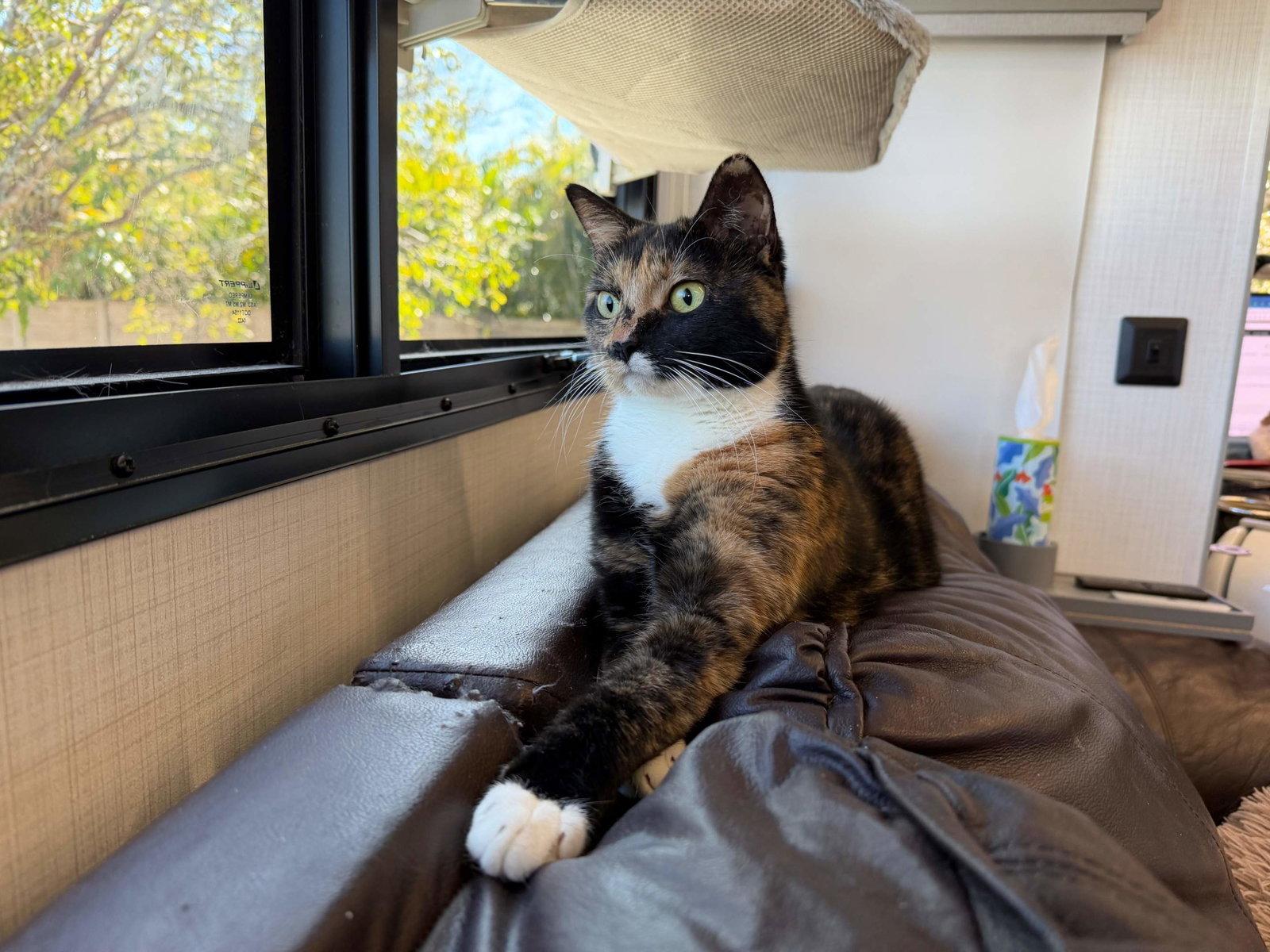 Enlarge Lindsay, a Adoptable Domestic Short Hair in Naples, FL image 1/3