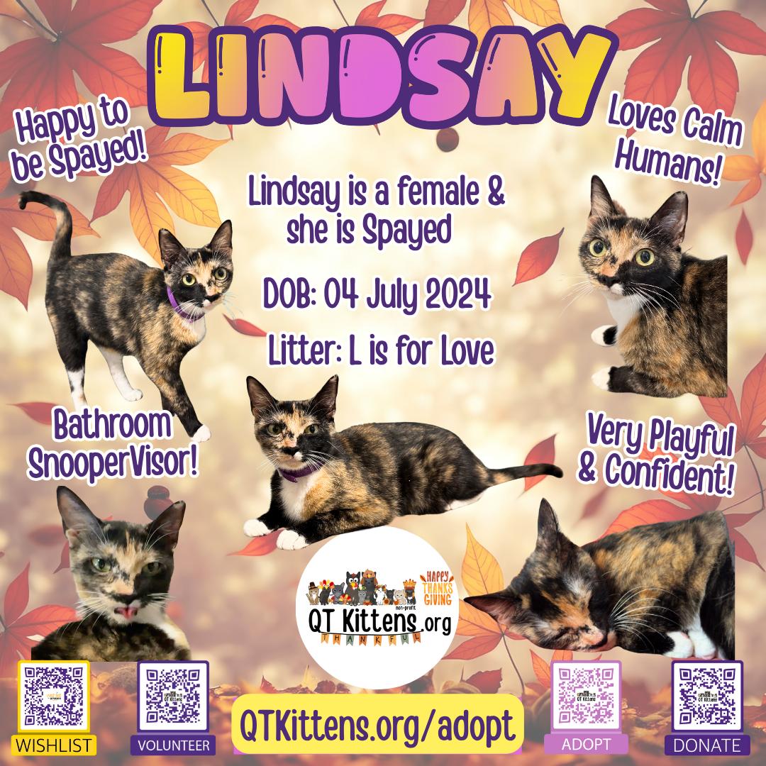 Lindsay, a Adoptable Domestic Short Hair in Naples, FL image 1/3