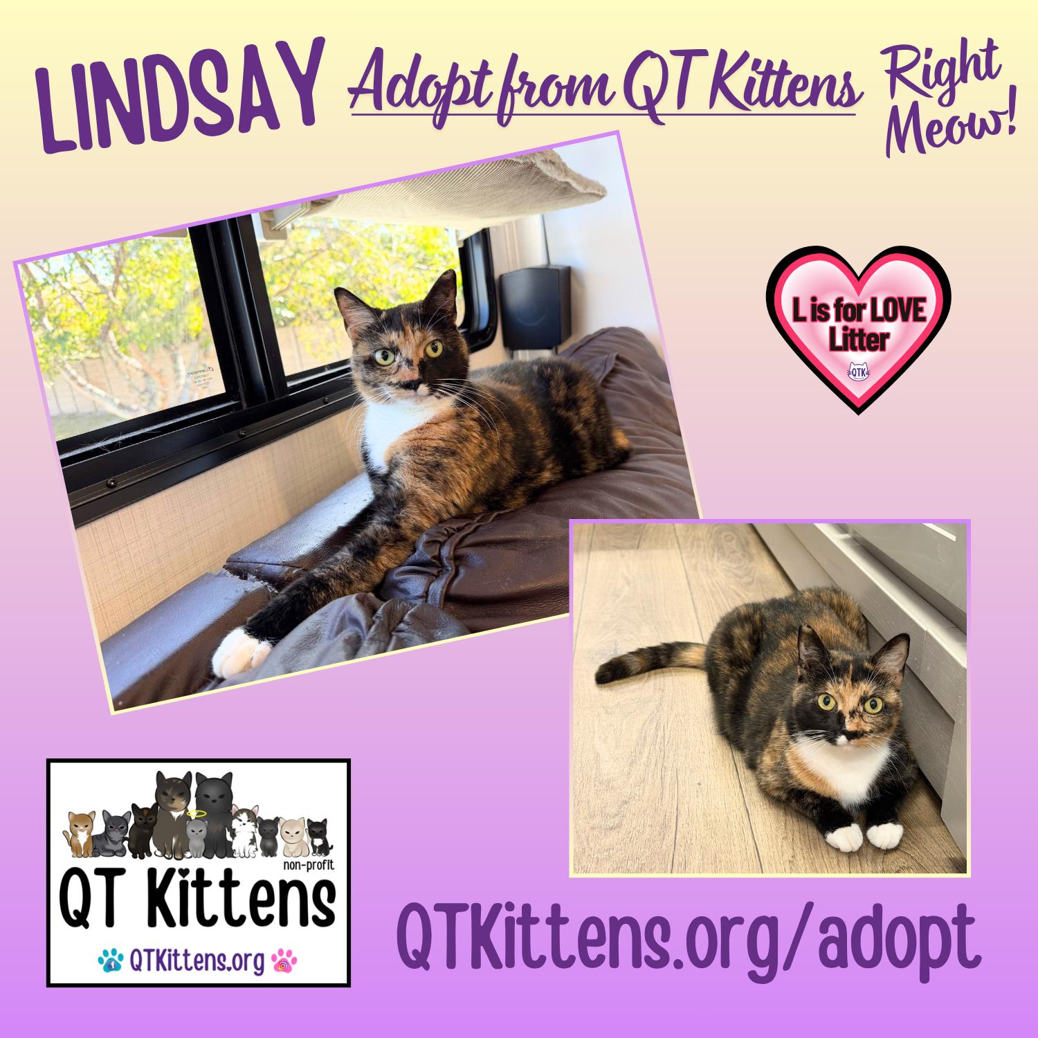 Enlarge Lindsay, a Adoptable Domestic Short Hair in Naples, FL image 2/3