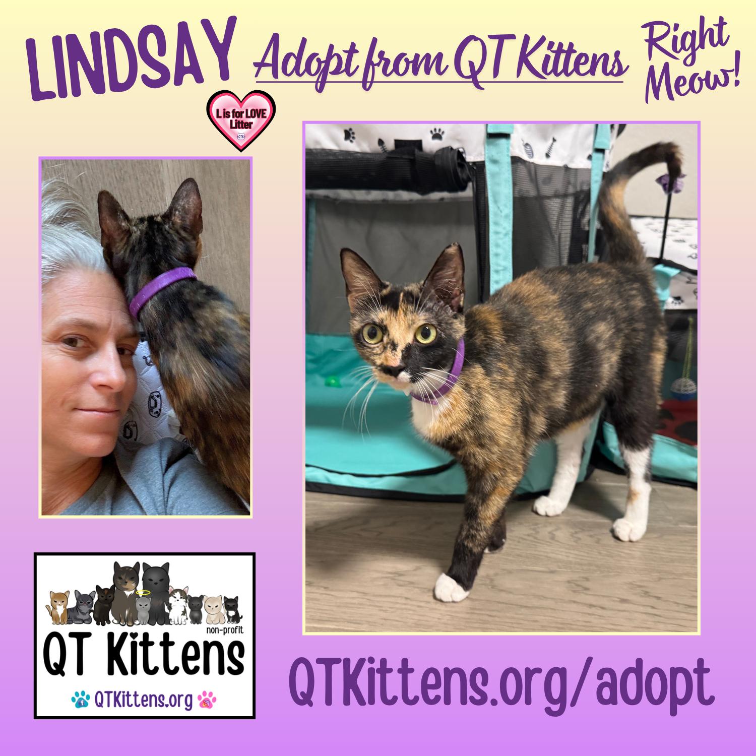 Lindsay, Adoptable, Young Female Domestic Short Hair.