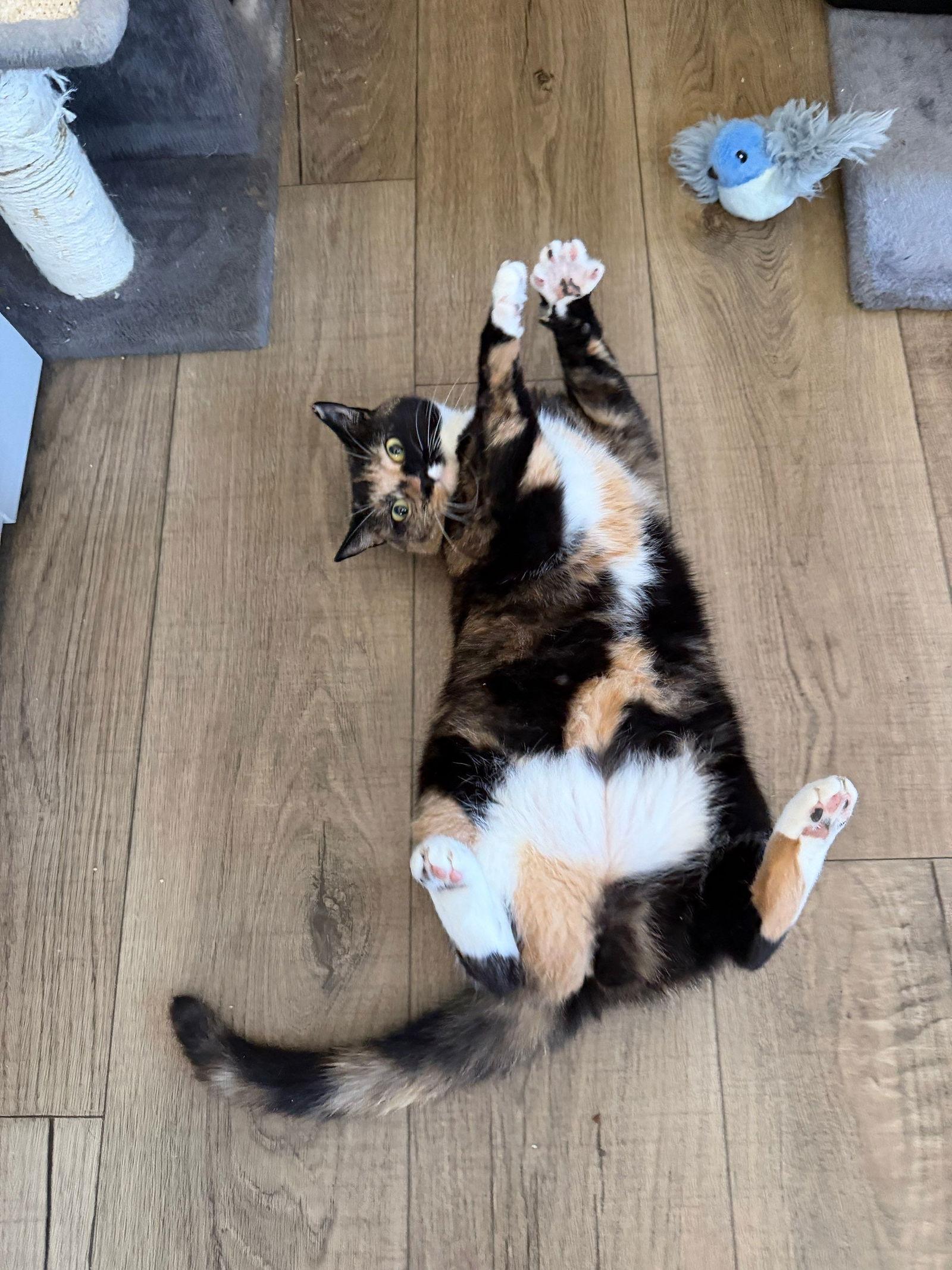 Lindsay, a Adoptable Domestic Short Hair in Naples, FL image 2/3