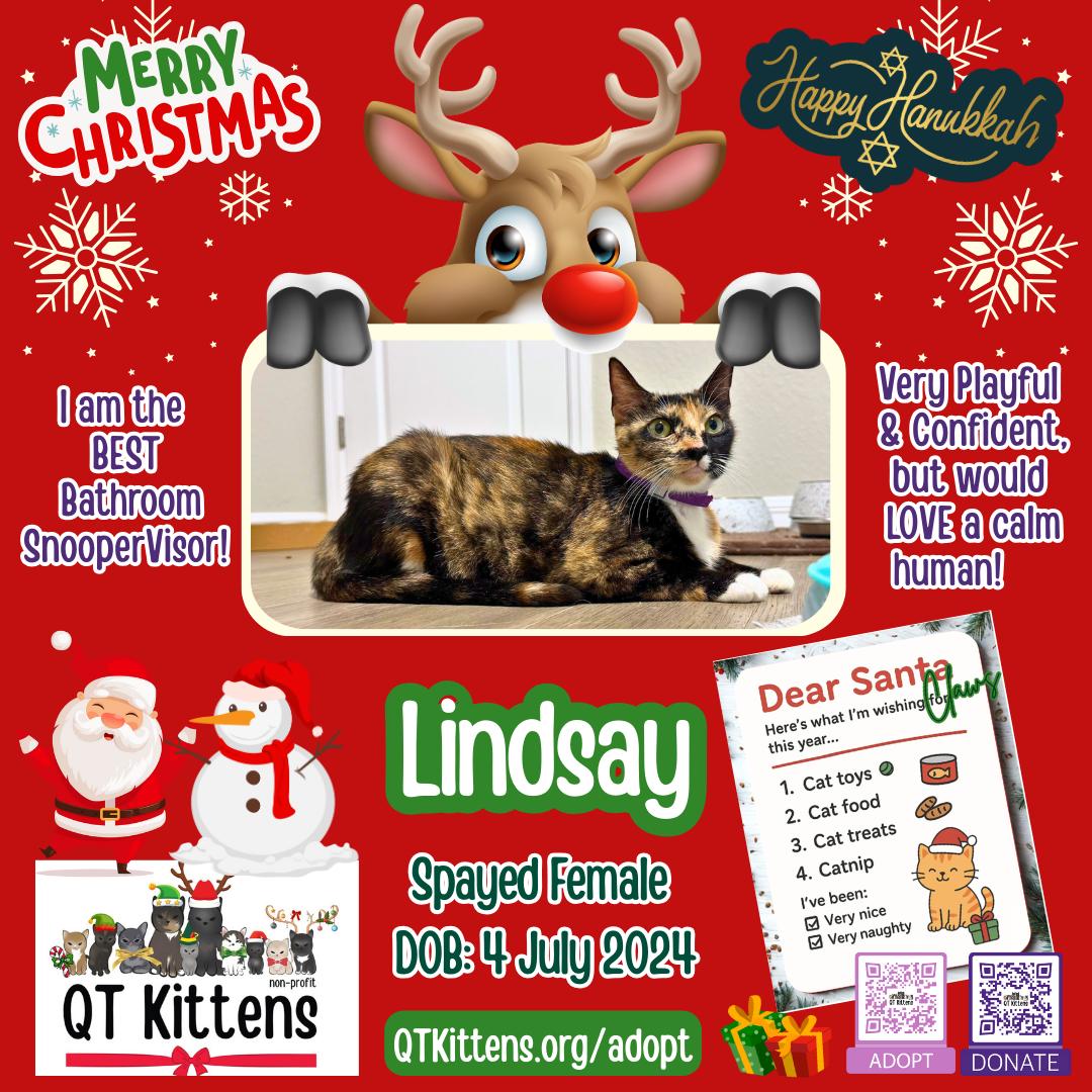 Lindsay, a Adoptable Domestic Short Hair in Naples, FL image 3/3