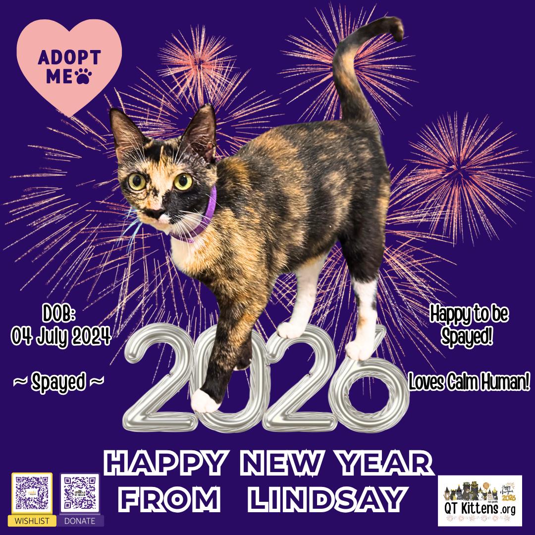Lindsay, a Adoptable Domestic Short Hair in Naples, FL image 3/3