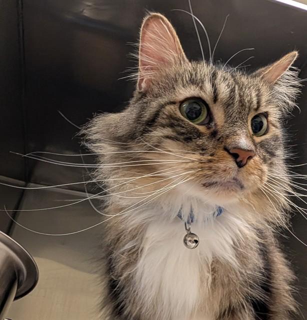 LAMAR, Adoptable, Adult Male Domestic Medium Hair.