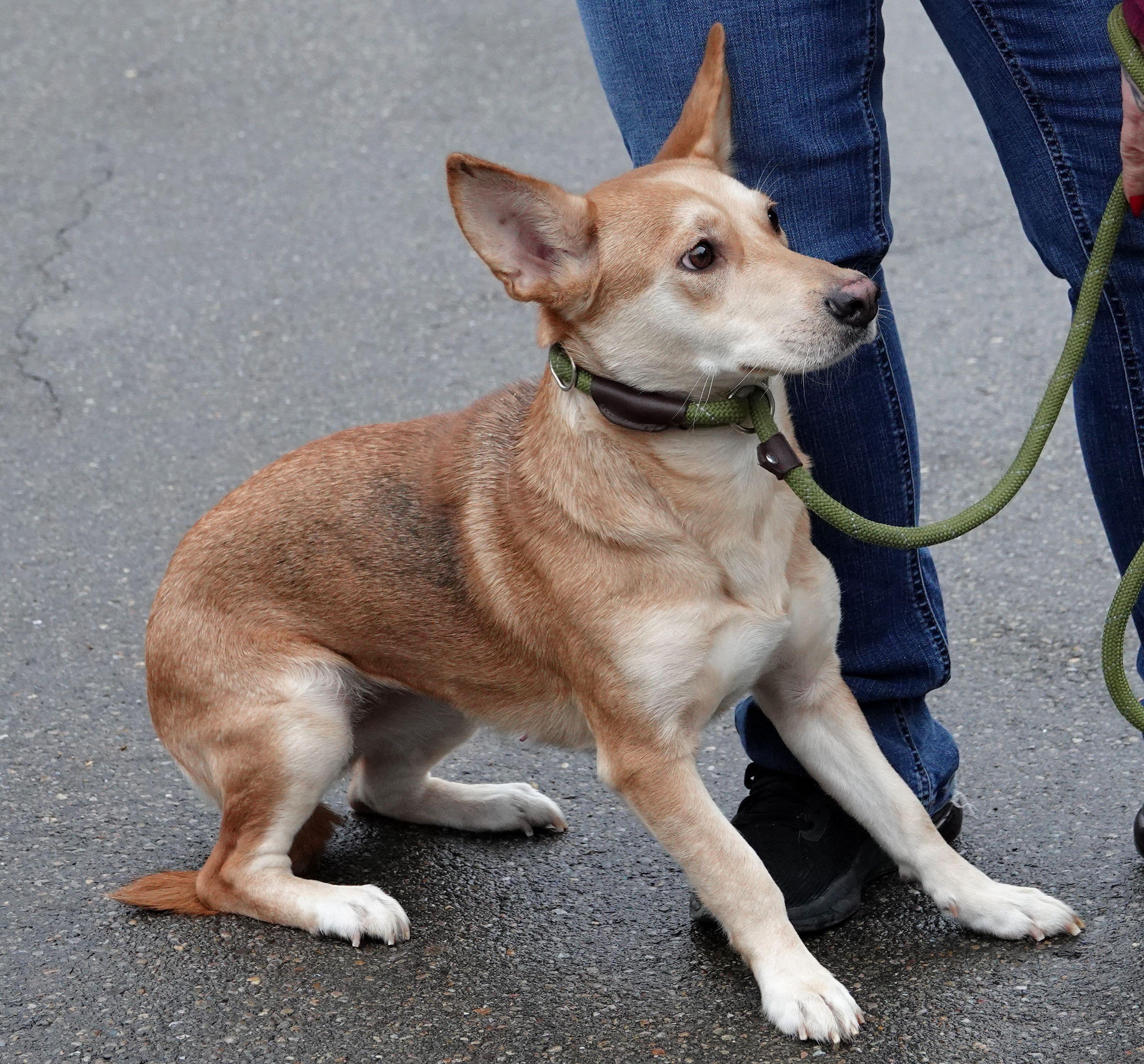 Enlarge Mabel, a ADOPTABLE mixed breed in Millfield, OH image 3/3