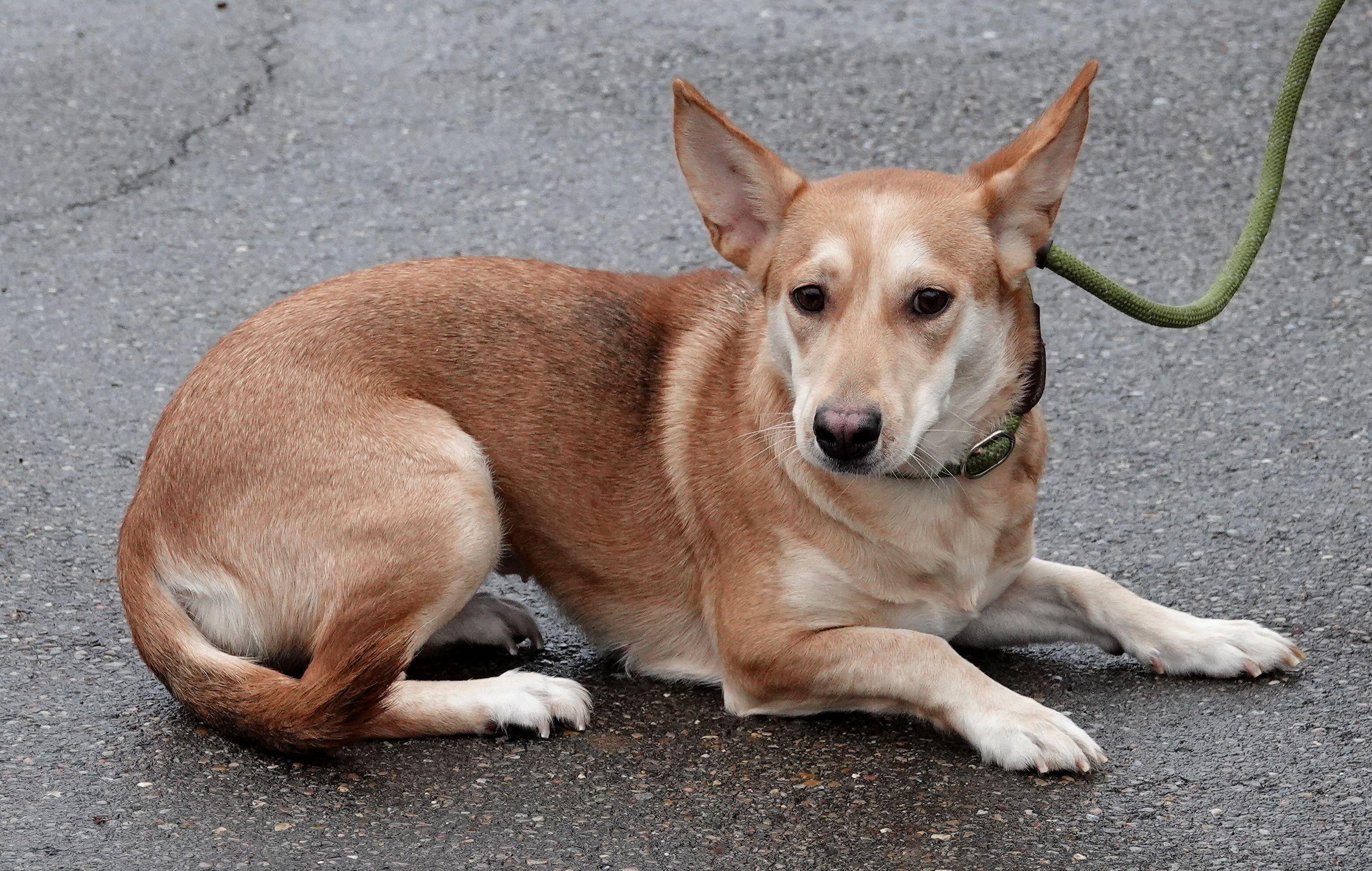 Enlarge Mabel, a ADOPTABLE mixed breed in Millfield, OH image 2/3