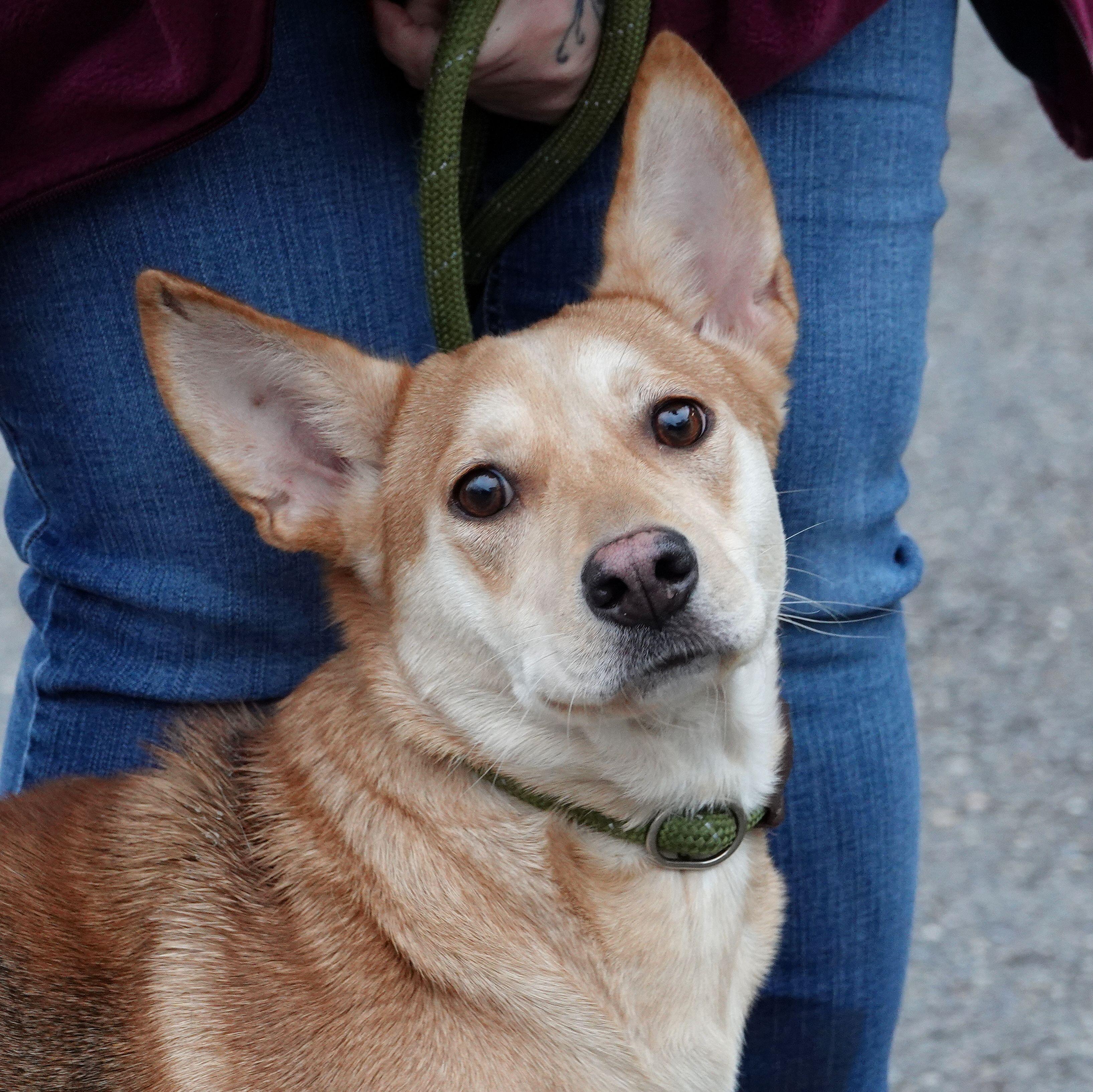 Mabel, ADOPTABLE, Young Female Corgi.