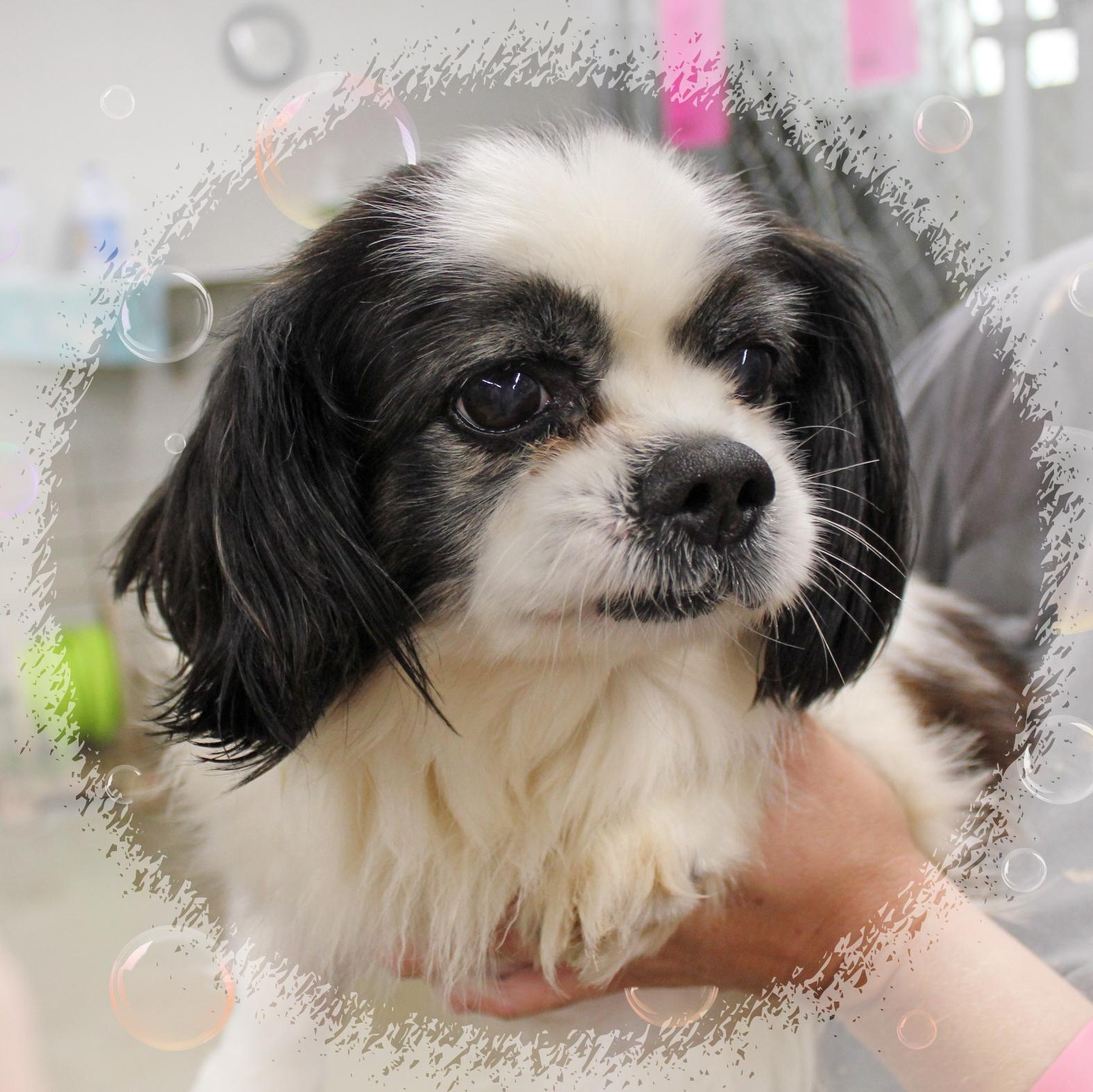 Jerry, an adopted mixed breed in Amelia, OH image 1/2