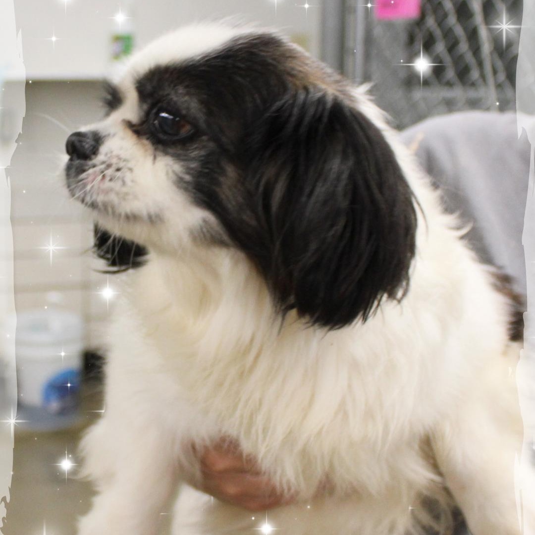 Jerry, an adopted mixed breed in Amelia, OH image 2/2