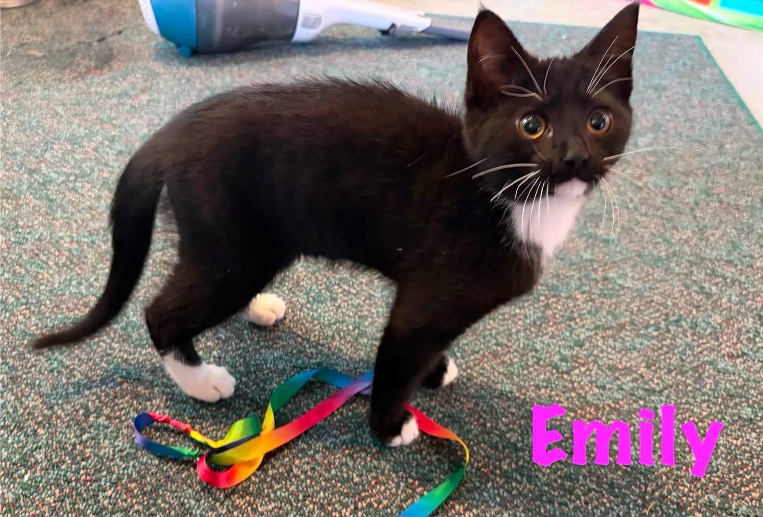 Enlarge EMILY, a ADOPTABLE Domestic Short Hair in Schnecksville, PA image 1/1