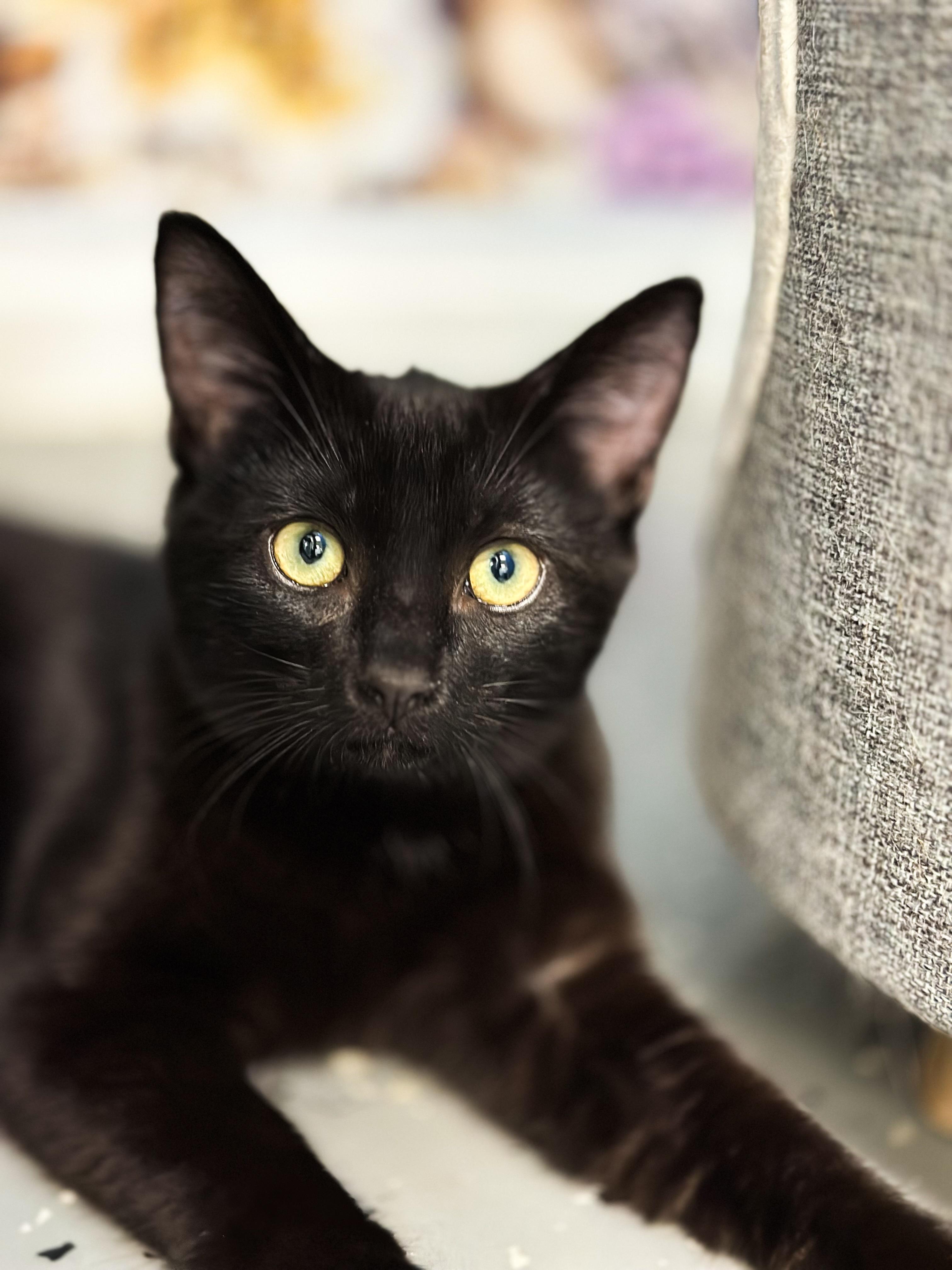 Opihi, Adopted, Young Male Domestic Short Hair.