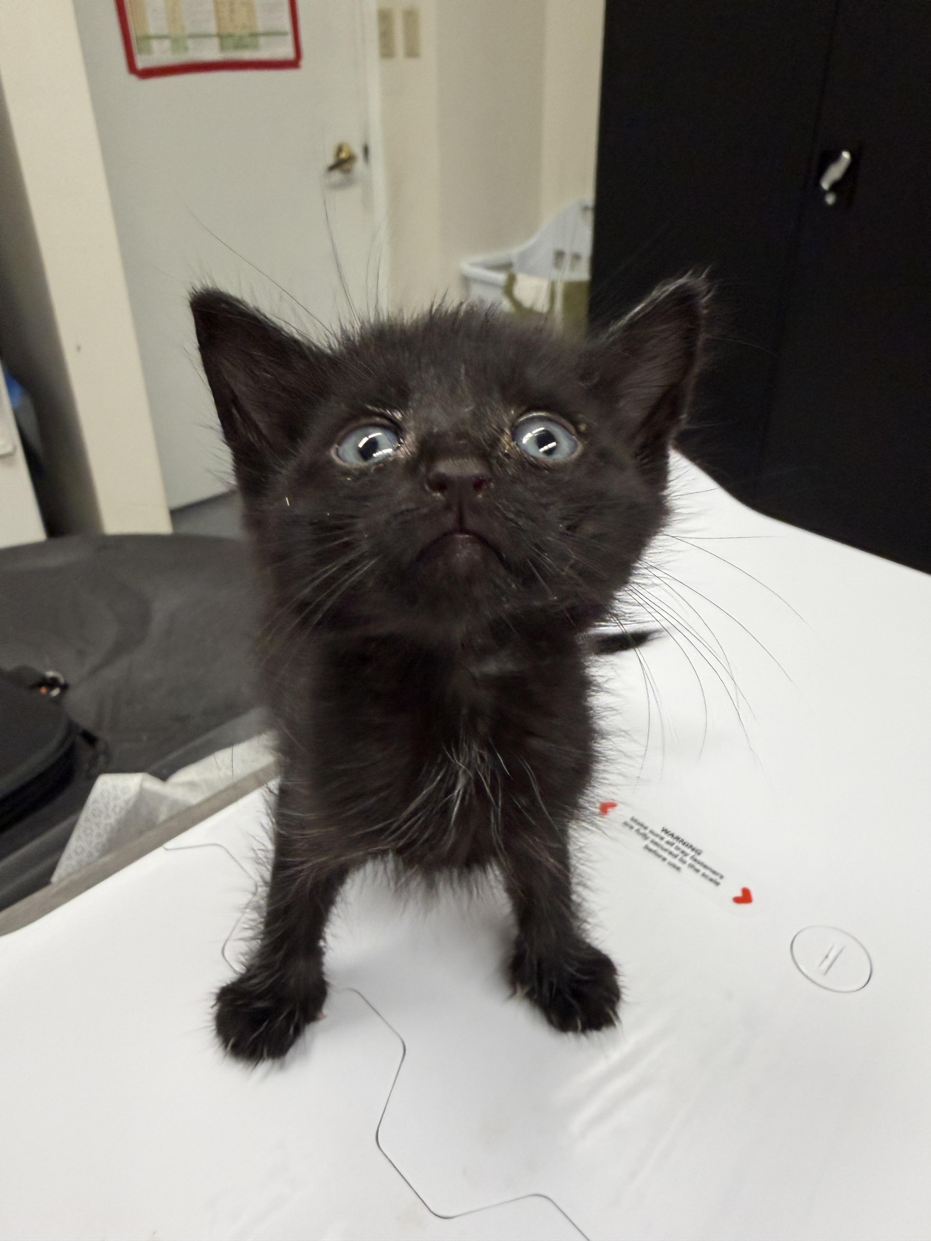 Enlarge Opihi, a Adopted Domestic Short Hair in Honolulu, HI image 2/2