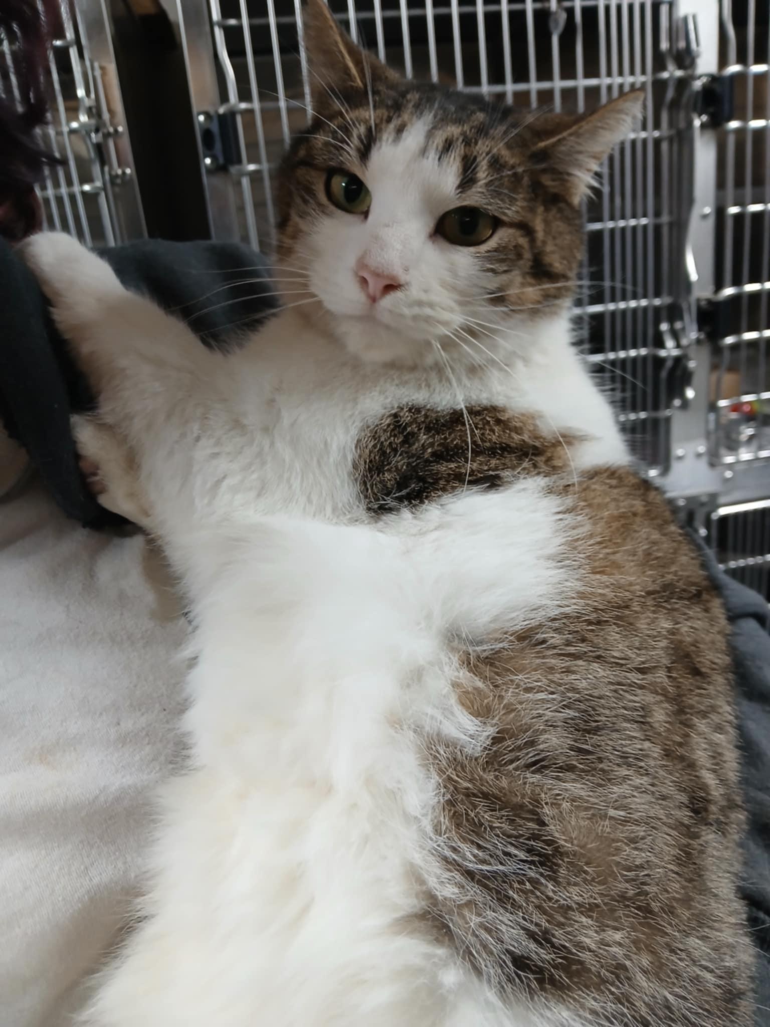 Yoyo, a Adoptable Domestic Short Hair in Princeton, IN image 2/2