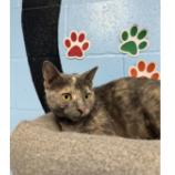 Bagel, Adoptable, Young Female Domestic Short Hair.