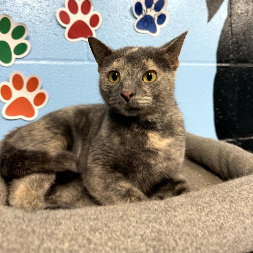 Enlarge Bagel, a Adoptable Domestic Short Hair in Tallahassee, FL image 2/3
