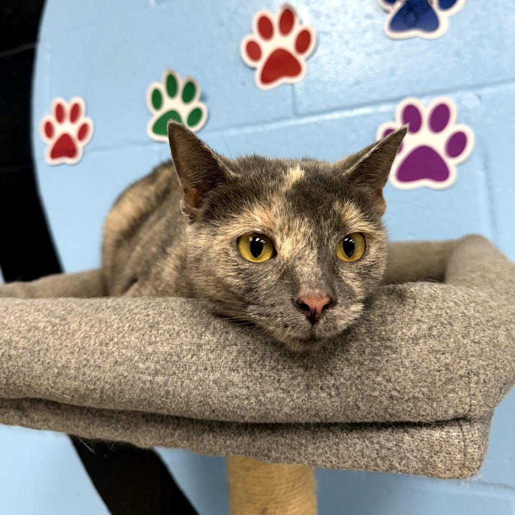 Enlarge Bagel, a Adoptable Domestic Short Hair in Tallahassee, FL image 3/3