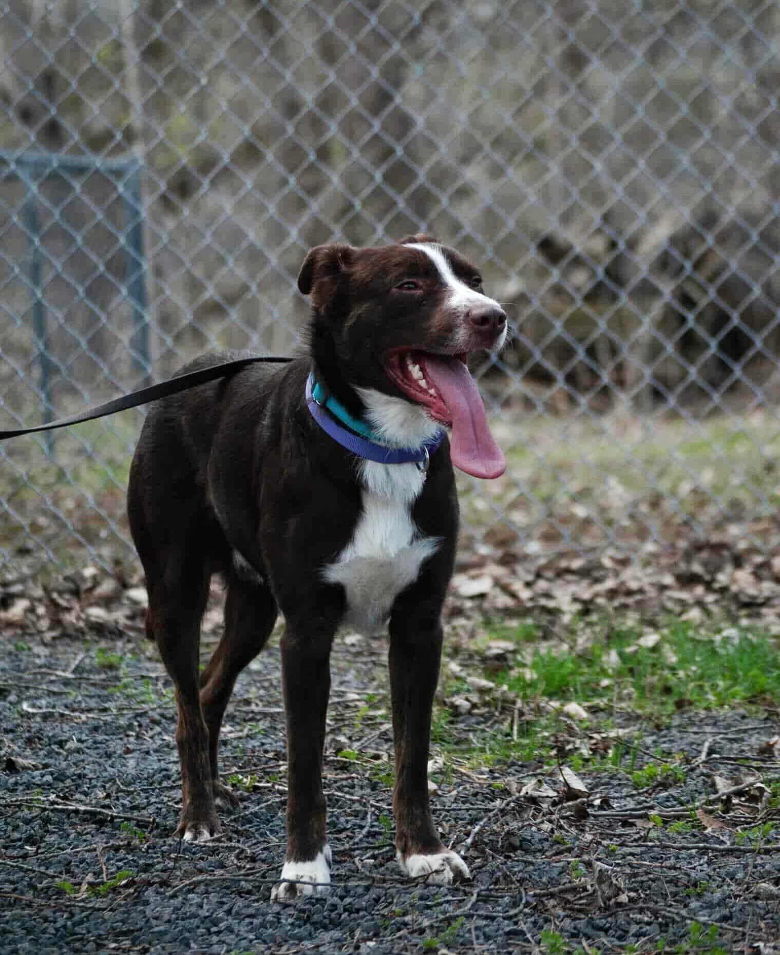 Enlarge Henry , a ADOPTABLE mixed breed in Howes Cave, NY image 2/2